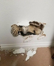 This turtle broke through the wall