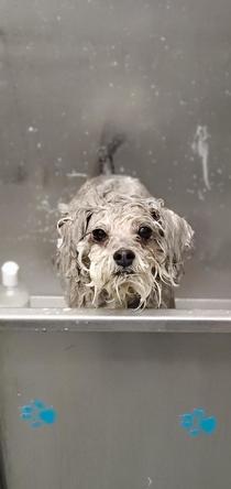 This very unhappy wet dog