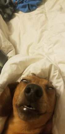 Thought I could get a cute picture of my pups face while he was sleeping