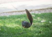 Thought to be extinct for decades a hover squirrel was recently spotted in Colorado