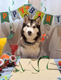 Threw my dog a birthday party His bff seem unimpressed 