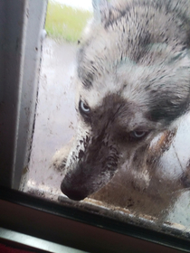 Throwback to the time my dog played in the hose and rolled in the dirt and wasnt allowed back inside Needless to say she wasnt happy