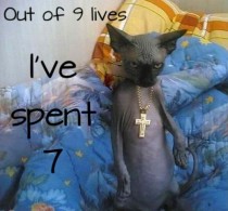 Thug cat