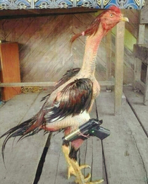 Thug Rooster