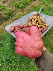 Thumb up potato