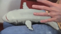 Tickling Shark