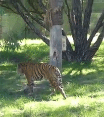 Tiger climbing a post
