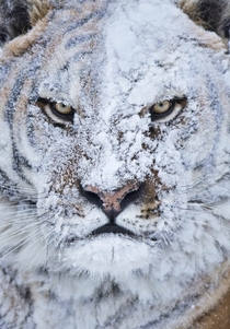 Tiger is angry after being hit by a snowball