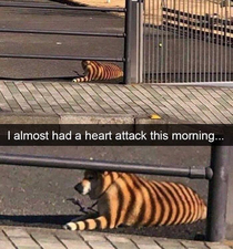 Tiger or Dog