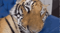 Tiger Sniff