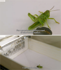 TIL I am a green locust