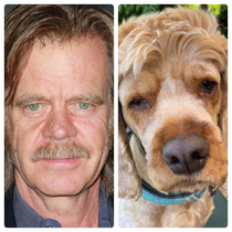 TIL my dog Lady looks a lot like William H Macy and now I cant unsee it