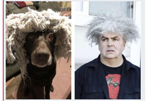 TIL my dog was in the band Melvins