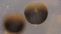 Time Lapse Video of Cell Division in a Frog Egg