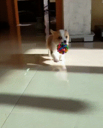 Tiny Corgi Puppy walking with Toy