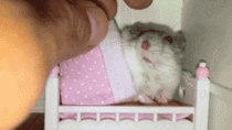 Tiny hamster gets tucked into tiny bed