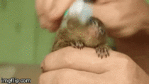 Tiny monkey being brushed with a toothbrush