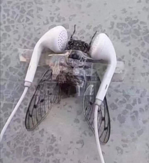 Tired of these cicadas keeping me up at night time for some revenge