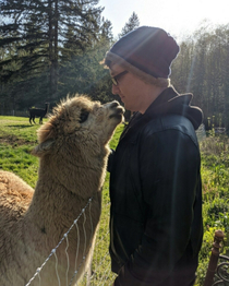 Title of my new romance novel A whole llama love