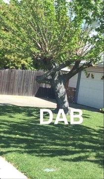 To everyone who says trees cant dab