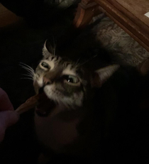 To feed a cat a freeze dried minnow