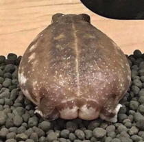 Toad butt