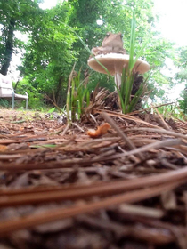 Toads stool