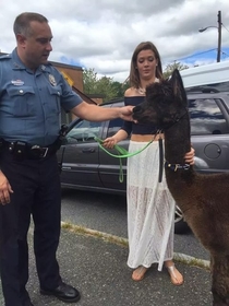 Today a girl at my school brought an alpaca in for senior photos