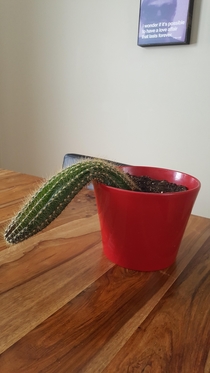 Today I adopted a friends beloved cactus that shes had for  years  First day in his new home and my  year old thought he looked thirsty  RIP Ted