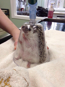 Today I learned how they anaesthetise hedgehogs 