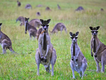Today I learned that a group of kangaroos is known as a mob