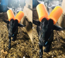 today I learned that goats that do not stop butting should wear a cylindrical polyethylene foam on the horns 