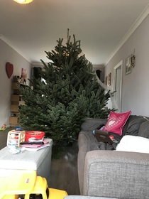 Today I learnt a valuable life lessondont buy a prewrapped Christmas tree from Costco