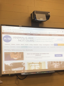 Today in school we started learning about animal rights and everyone started booing when our teacher pulled up the peta website