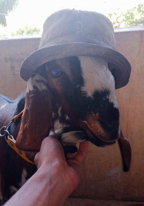 Today my goat decided to wear my hat