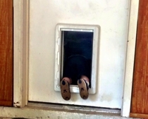 Toddler figured out the dog door