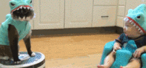 Toddler in a shark outfit admiring a cat in a shark outfit riding a Roomba