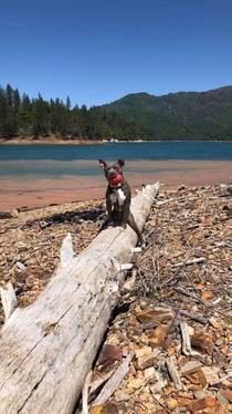 Told my dog Ashe to sit on the log and this is what I got