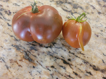 Tomatoes from the same plant in my garden are made for each other
