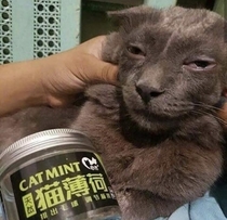 Too much Catnip