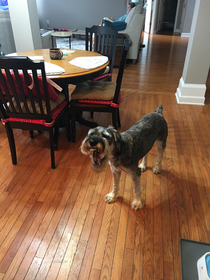 Took a photo of my schnauzer mid-yawn