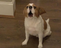Took a pic of my dog howling 