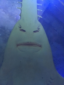 Took a picture of a sawshark in captivity he doesnt look too happy with his situation