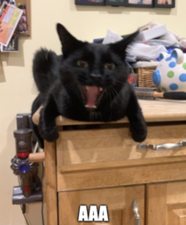 Took a picture of my cat Mid-Yawn