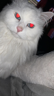 Took a picture of my cat with flash on 