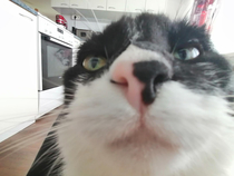 Took a picture of my cat with wide-angle lens