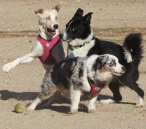 Took a picture of my dog and her friends and it looks like a Renaissance painting