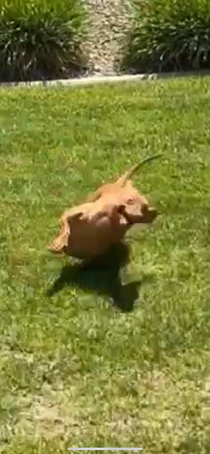Took a video of my dog and paused on the perfect frame