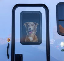Took me a minute to figure out why my dogs were absolutely losing their shit after pulling up next to this camper van in a relatively quiet parking lot
