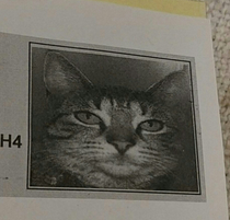 Took my cat to the Vet and they took an ID picture